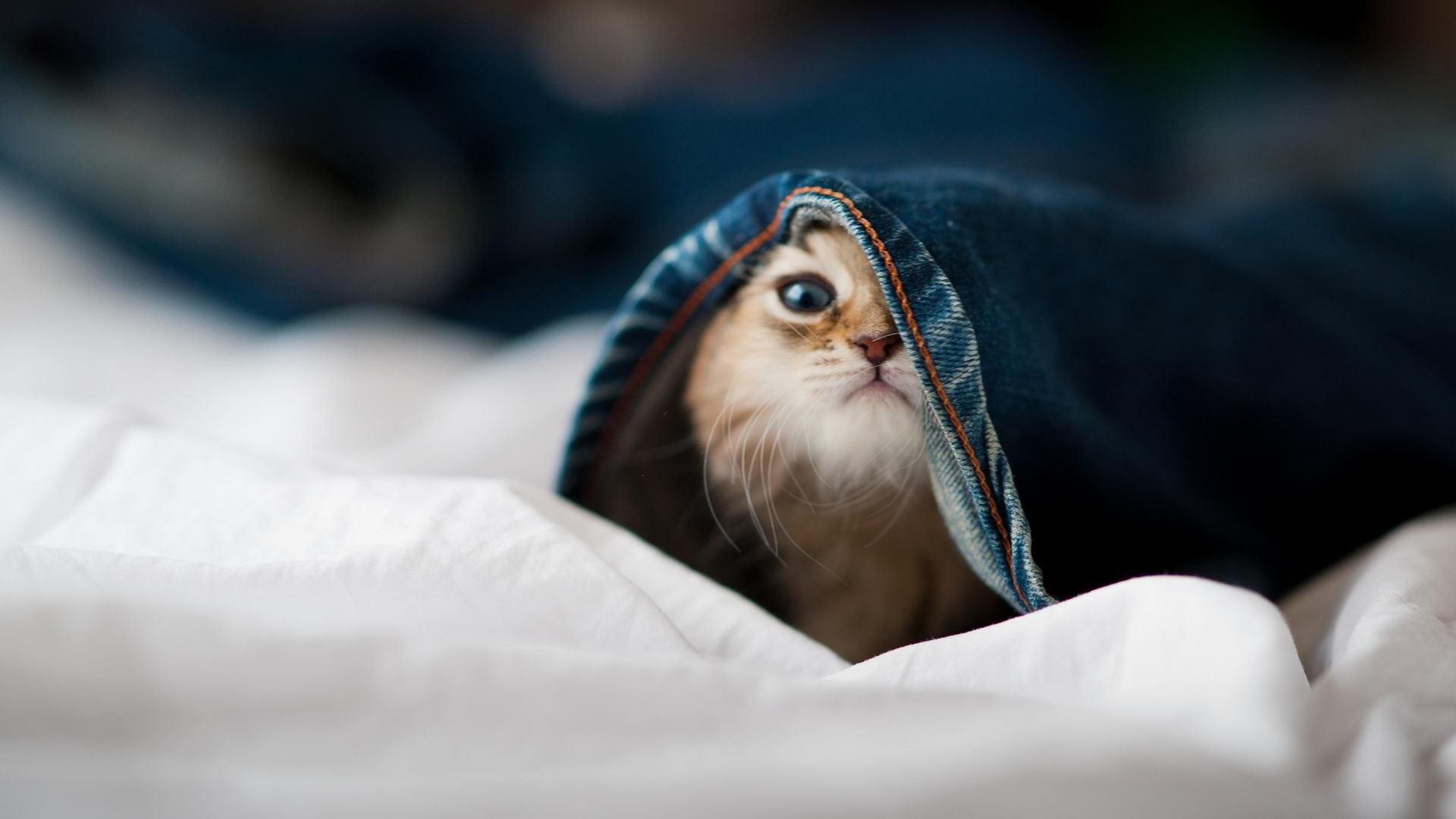 逆境勇士:球队在极端压力下的坚韧表现,逆境反击