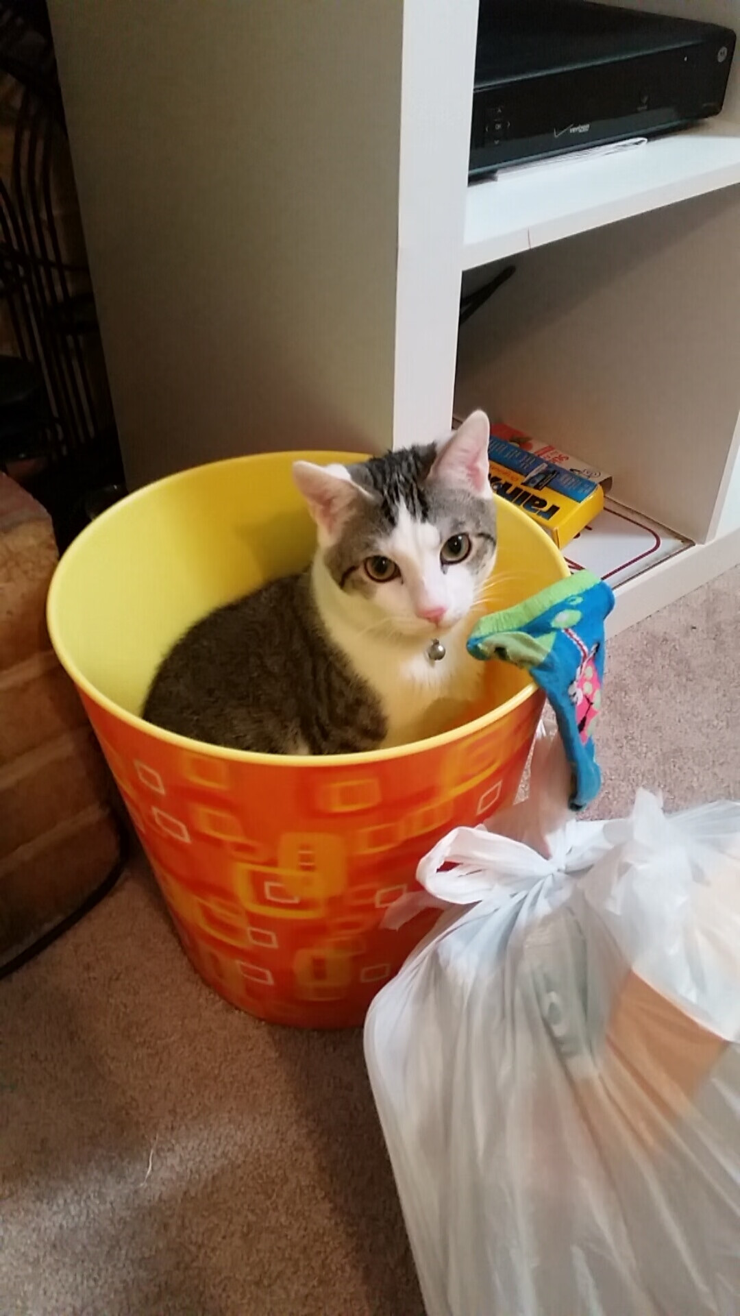 比利时与瑞士在欧预赛中争锋——现场呈现激烈对决,比利时对瑞士比赛谁赢了