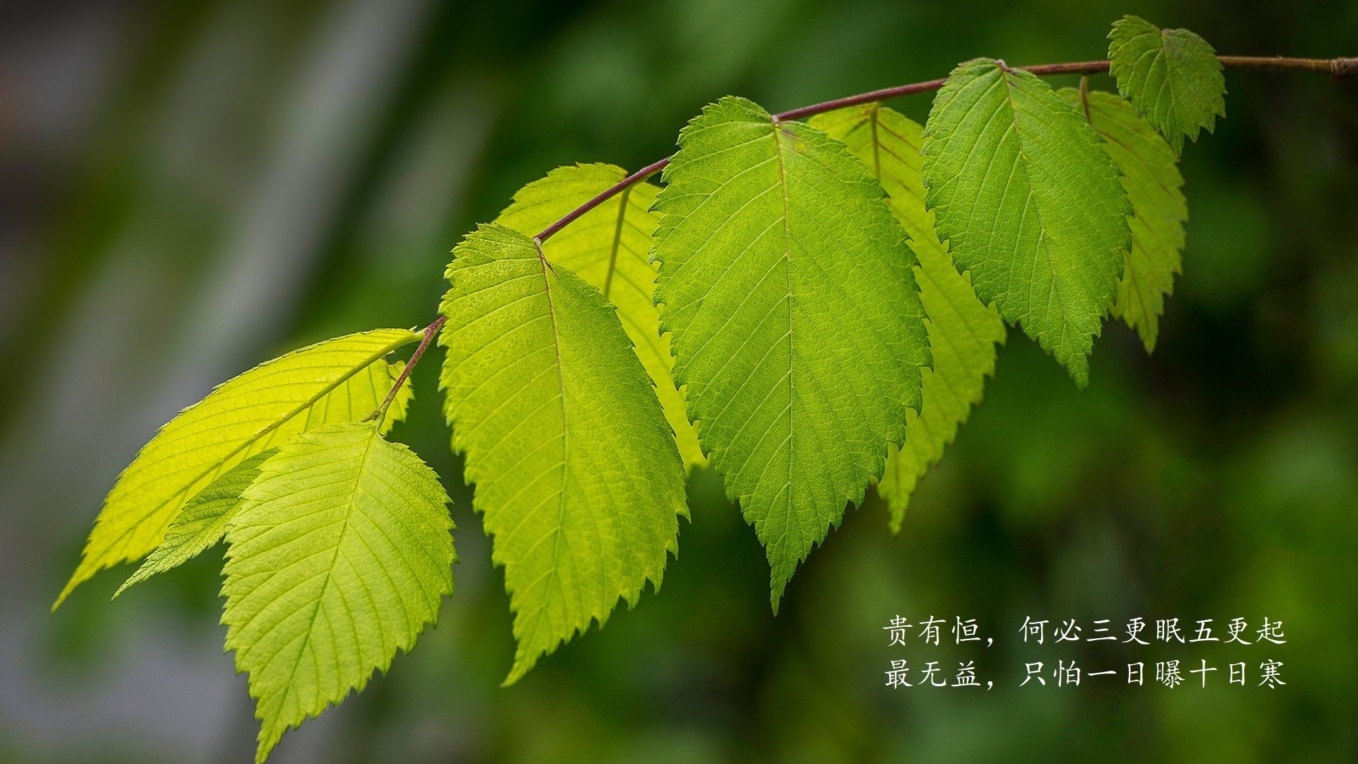 法甲攻防战：战术布置和个人表现的极致对决，法甲最强