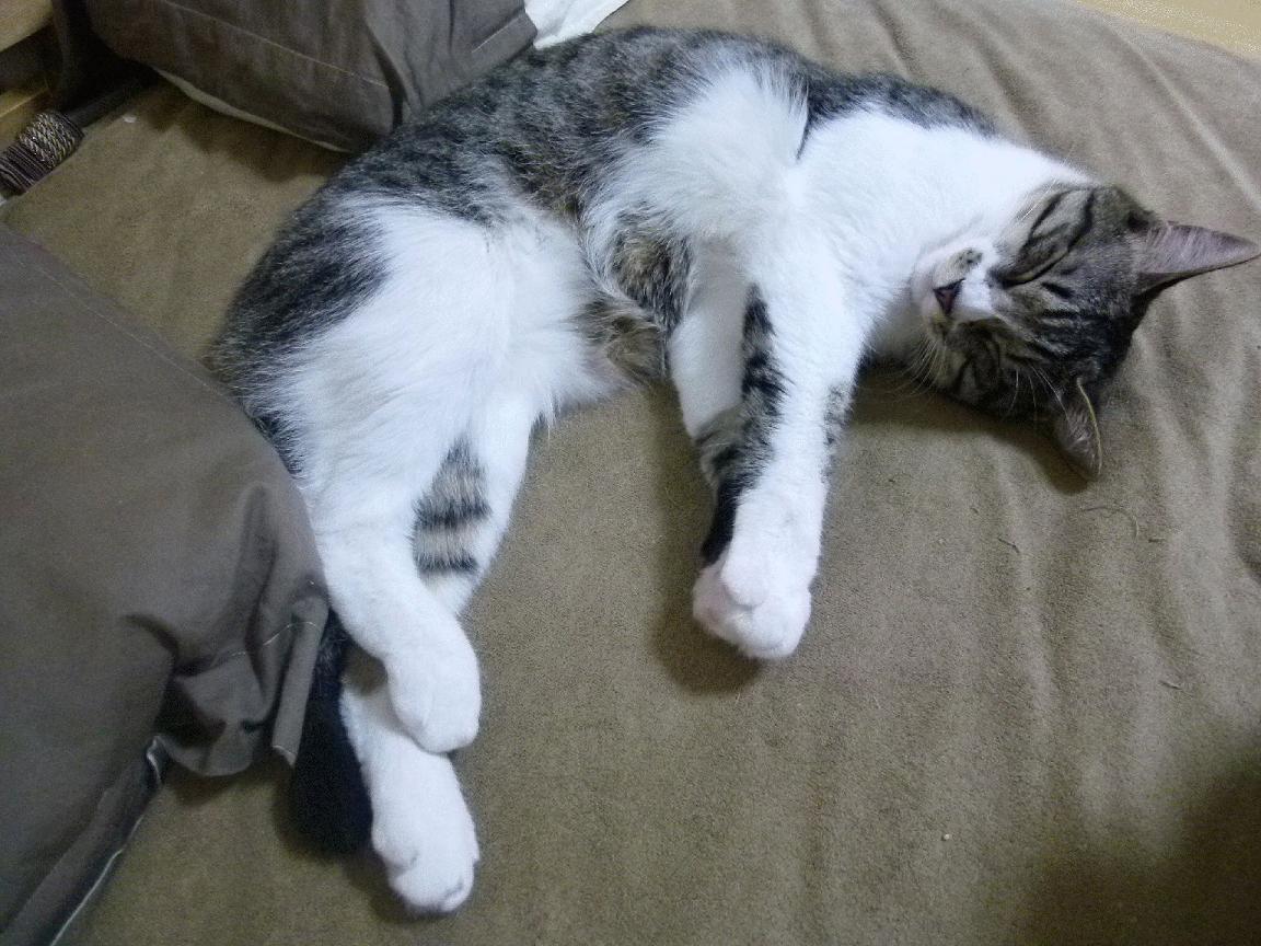 胡贝特·科斯泳姿流畅技术细腻，胡贝特胡尔卡奇